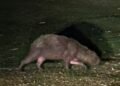 Capivara foge de incêndio e é resgatada em Saquarema
