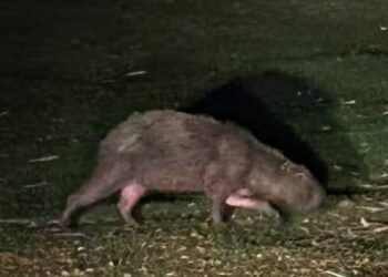 Capivara foge de incêndio e é resgatada em Saquarema