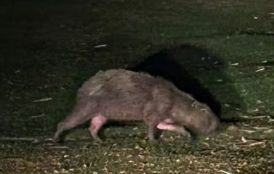 Capivara foge de incêndio e é resgatada em Saquarema