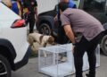 14 cães são resgatados em situação de maus-tratos; suspeito é preso em Macaé