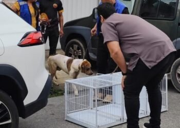 14 cães são resgatados em situação de maus-tratos; suspeito é preso em Macaé