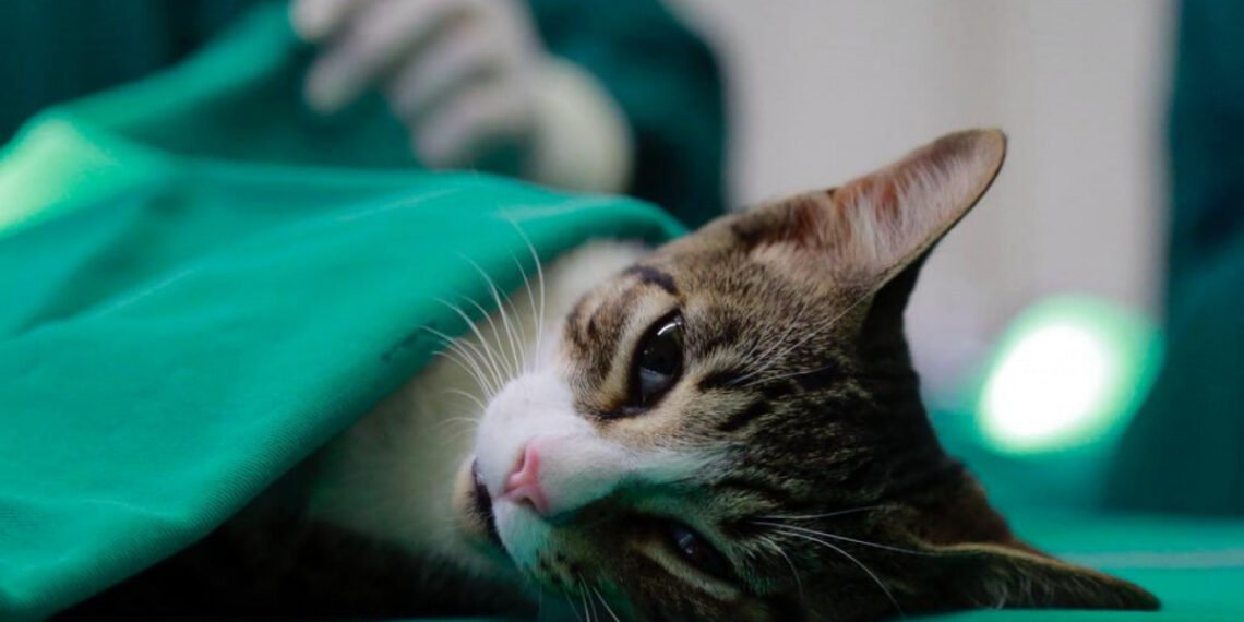 Castração gratuita terá 260 vagas para cães e gatos em São Pedro da Aldeia; veja como participar