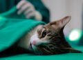 Castração gratuita terá 260 vagas para cães e gatos em São Pedro da Aldeia; veja como participar