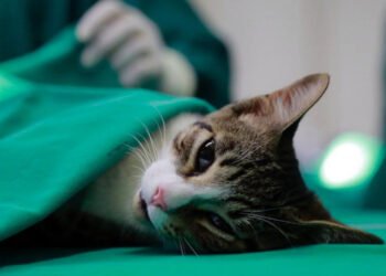 Castração gratuita terá 260 vagas para cães e gatos em São Pedro da Aldeia; veja como participar