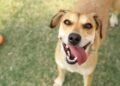 Búzios terá dois dias de ações voltadas à saúde e adoção de animais