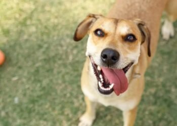 Búzios terá dois dias de ações voltadas à saúde e adoção de animais