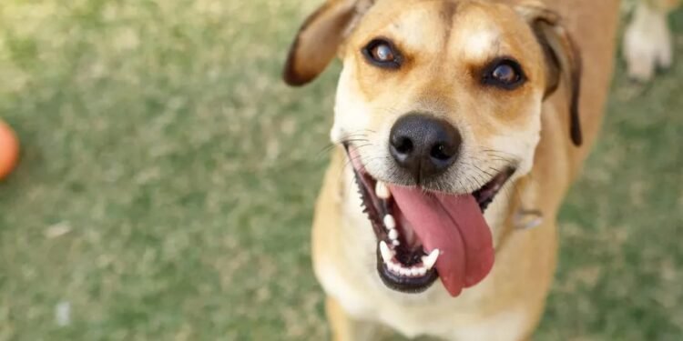 Búzios terá dois dias de ações voltadas à saúde e adoção de animais