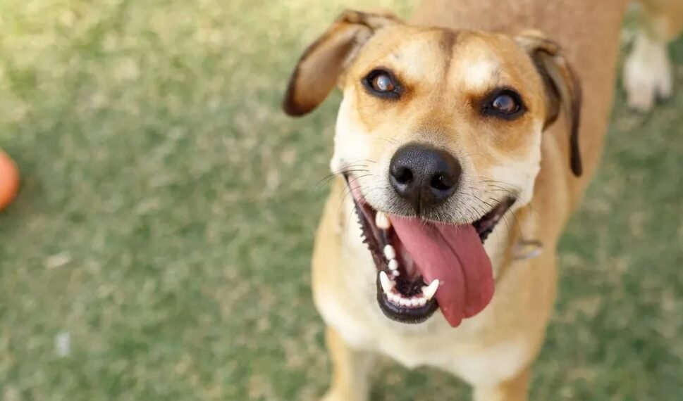 Búzios terá dois dias de ações voltadas à saúde e adoção de animais