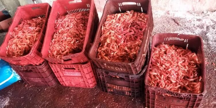 Fiscalização apreende 440 quilos de camarão em Campos