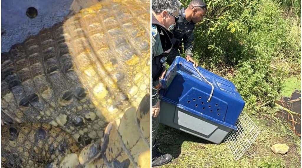 Jacaré é encontrado em caixa de gordura em Cabo Frio