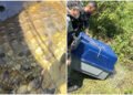 Jacaré é encontrado em caixa de gordura em Cabo Frio