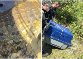 Jacaré é encontrado em caixa de gordura em Cabo Frio