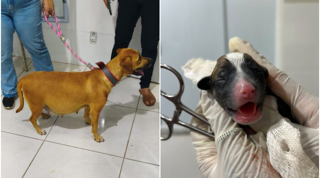 Parto de emergência termina com final feliz em Arraial do Cabo; cadela dá à luz 12 filhotes