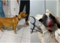 Parto de emergência termina com final feliz em Arraial do Cabo; cadela dá à luz 12 filhotes