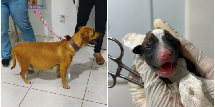 Parto de emergência termina com final feliz em Arraial do Cabo; cadela dá à luz 12 filhotes