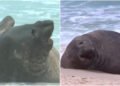 Elefante-marinho Beto aparece na Costa do Sol