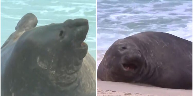 Elefante-marinho Beto aparece na Costa do Sol