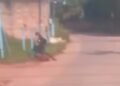 Cachorro é agredido com diversos socos em Macaé; BO foi registrado