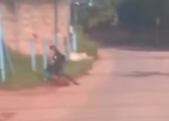 Cachorro é agredido com diversos socos em Macaé; BO foi registrado