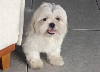 Família procura por Polaco, cãozinho desaparecido em Rio das Ostras