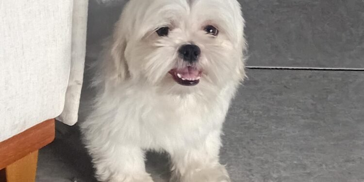 Família procura por Polaco, cãozinho desaparecido em Rio das Ostras