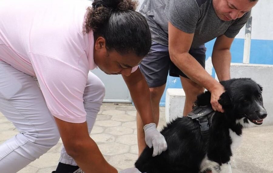 Vacinação antirrábica terá quatro etapas em novembro; veja calendário em Rio das Ostras